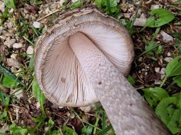 Amanita ceciliae