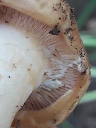 Lactifluus glaucescens