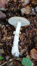 Amanita pantherina