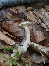 Ampulloclitocybe clavipes