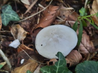 Clitopilus prunulus