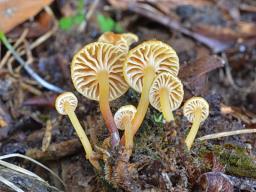 Xeromphalina campanella