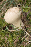 Lycoperdon molle