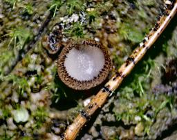 Trichophaea gregaria