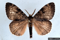 Lymantria dispar