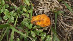 Stephanospora caroticolor