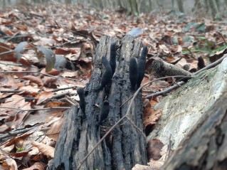 Xylaria longipes