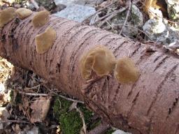 Phellinus pomaceus