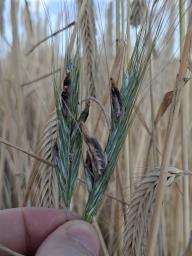 Claviceps purpurea