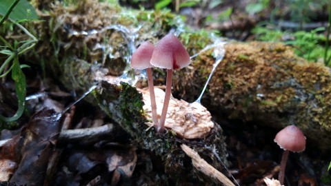 Mycena haematopus