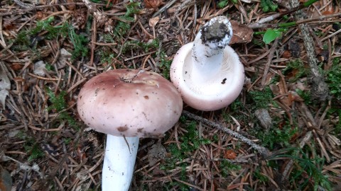 Russula vesca