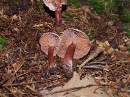 Hygrophorus capreolarius