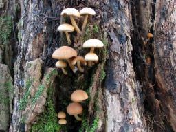 Psathyrella piluliformis