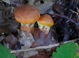 Suillus grevillei