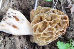 Morchella esculenta