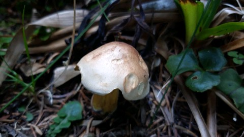 Tricholoma bufonium