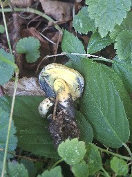 Cyanoboletus pulverulentus