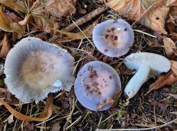 Russula grisea