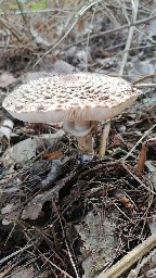 Chlorophyllum olivieri