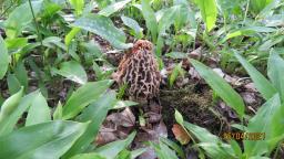 Morchella vulgaris