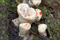 Hydnellum ferrugineum