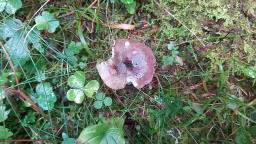 Russula queletii