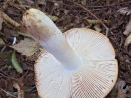 Russula fragrans