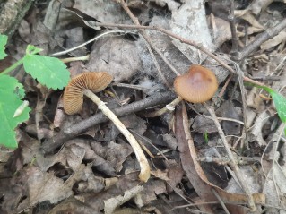 Conocybe aporos