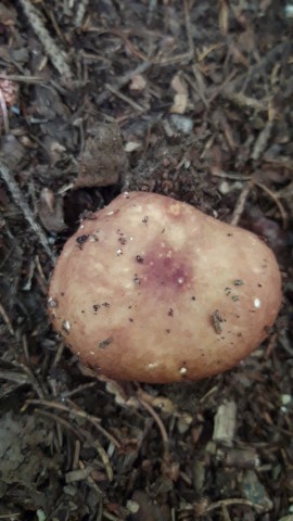 Russula integra