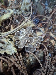 Grifola frondosa