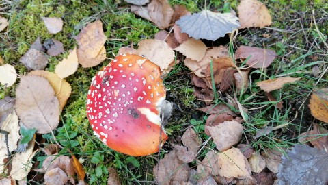 Amanita muscaria