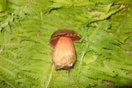 Neoboletus erythropus