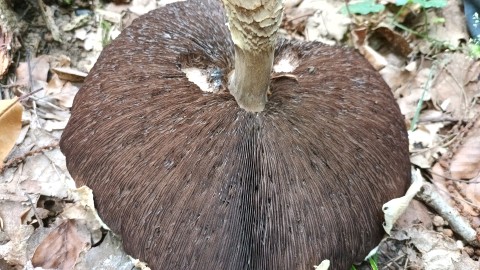 Agaricus augustus