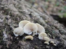 Crepidotus mollis