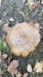 Paxillus involutus