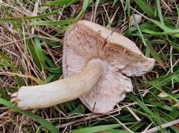 Entoloma prunuloides