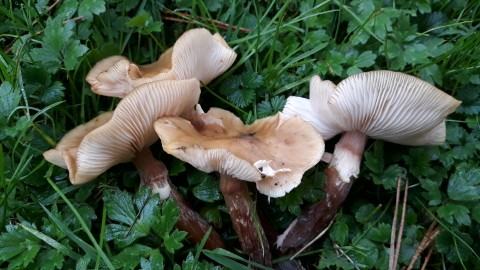 Armillaria mellea