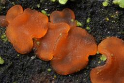 Orbilia aurantiorubra