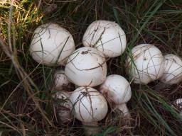 Agaricus benesii