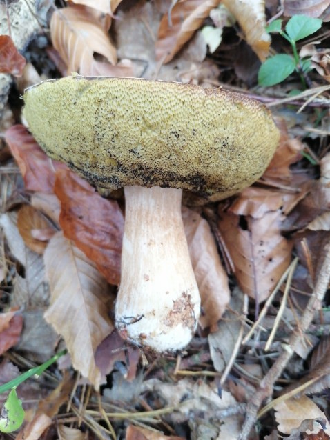 Boletus edulis