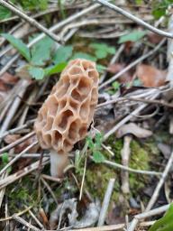 Morchella esculenta