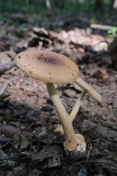 Amanita fulva