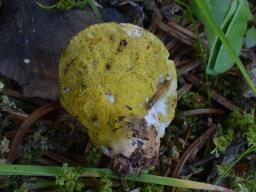 Hypomyces viridis