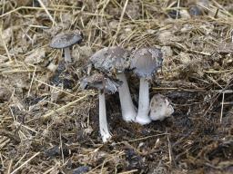 Coprinopsis cinerea