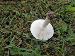 Leucoagaricus leucothites