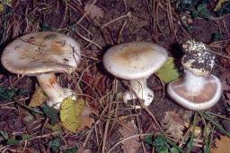 Cortinarius aleuriosmus