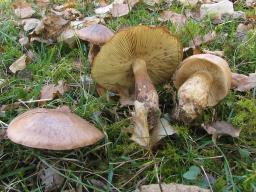 Tricholoma fulvum