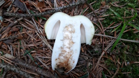 Russula violeipes