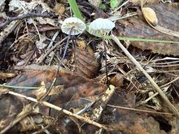 Marasmius rotula