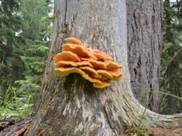 Laetiporus montanus